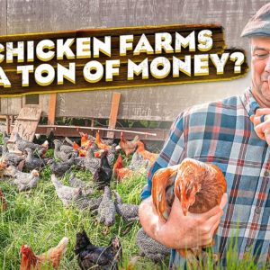 How to Start a Chicken Farm (And Make Millions)