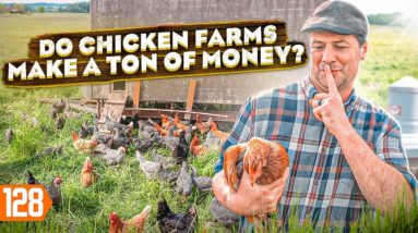 How to Start a Chicken Farm (And Make Millions)